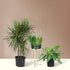 New Place Jungle Pack