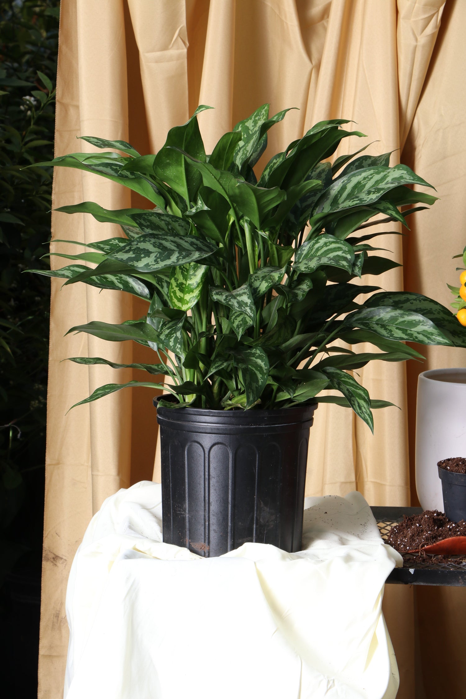 Large Chinese Evergreen &