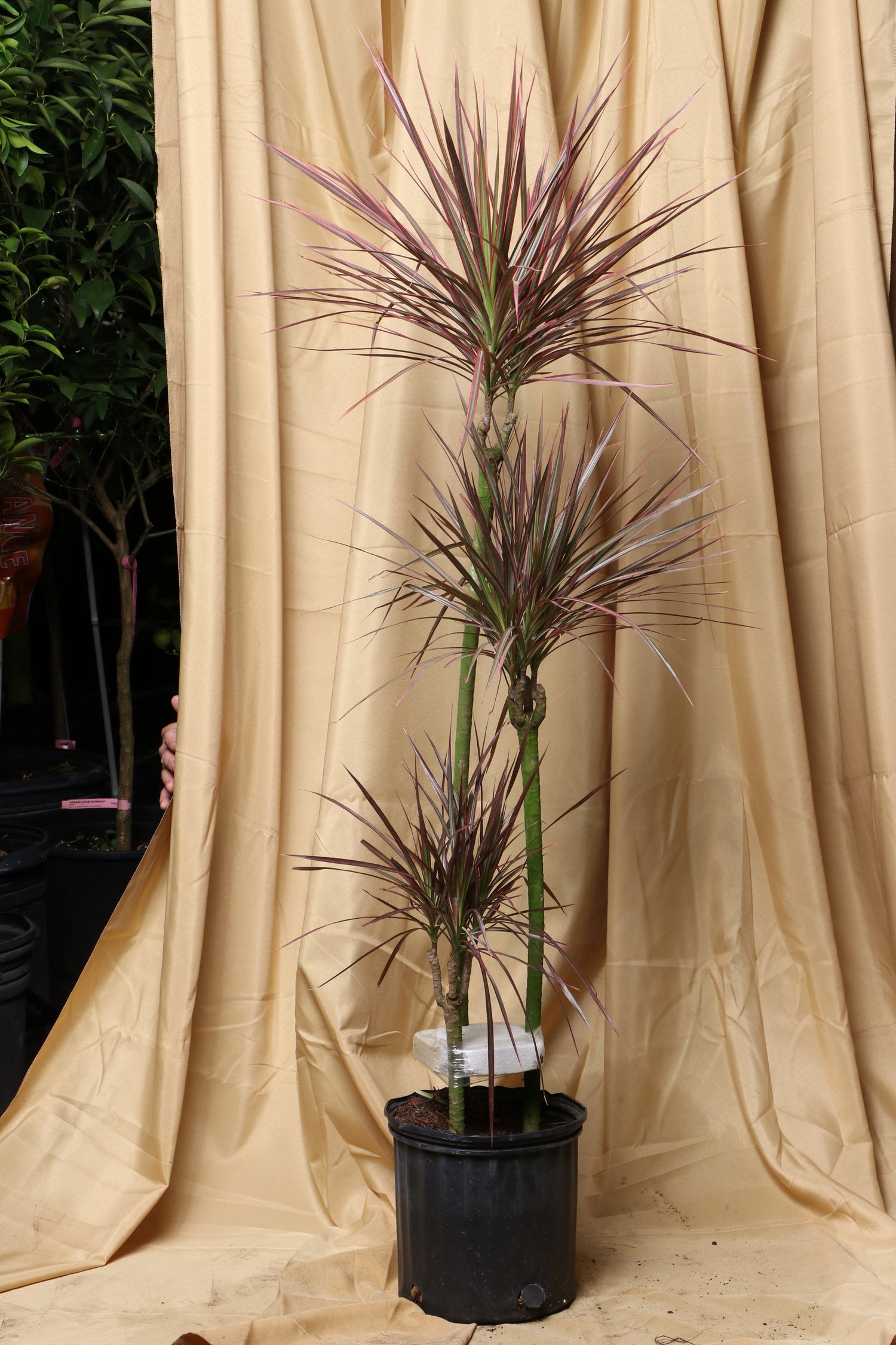 Large Dracaena Marginata Red Dragon&
