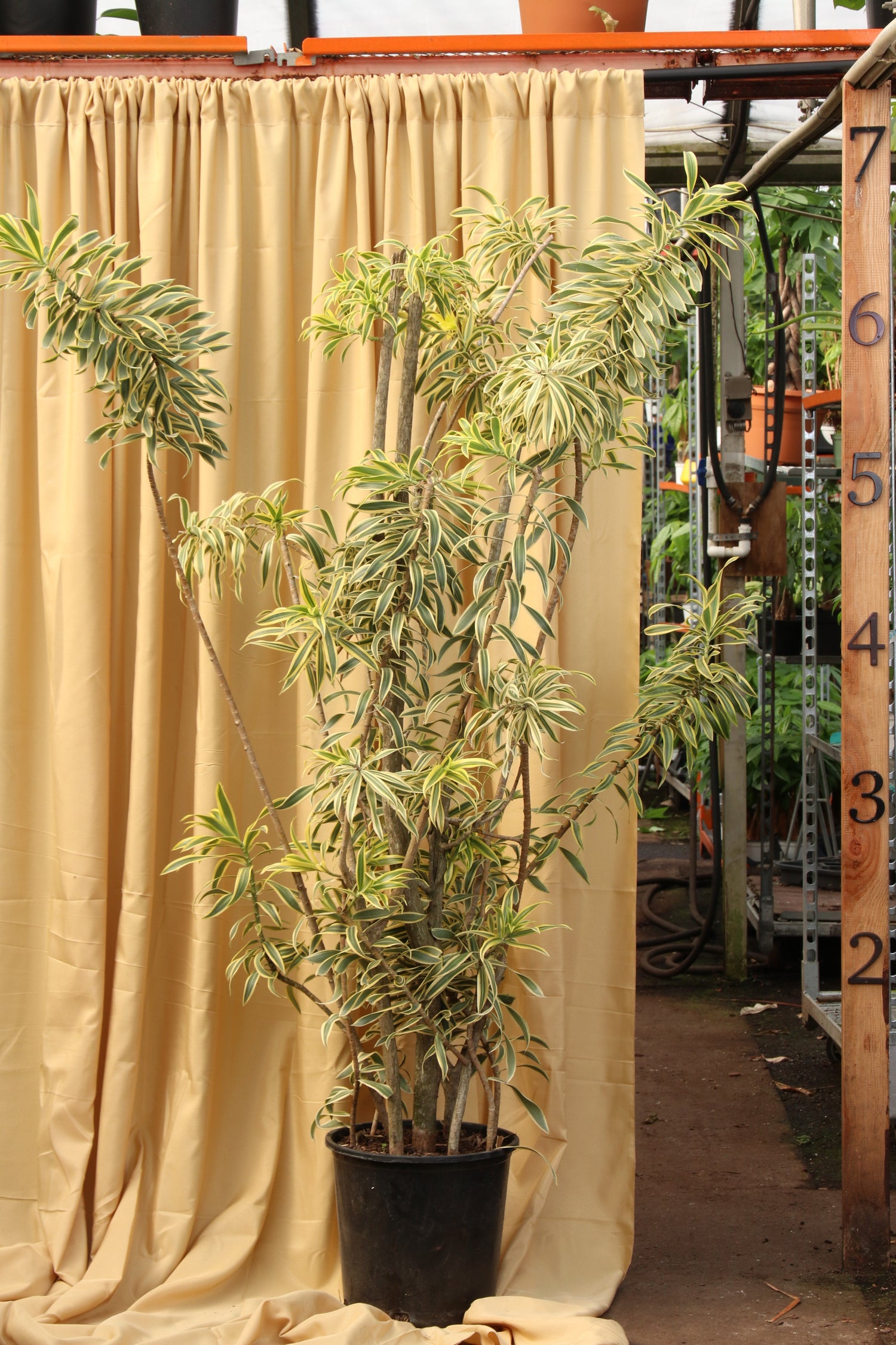 Full Size Dracaena &