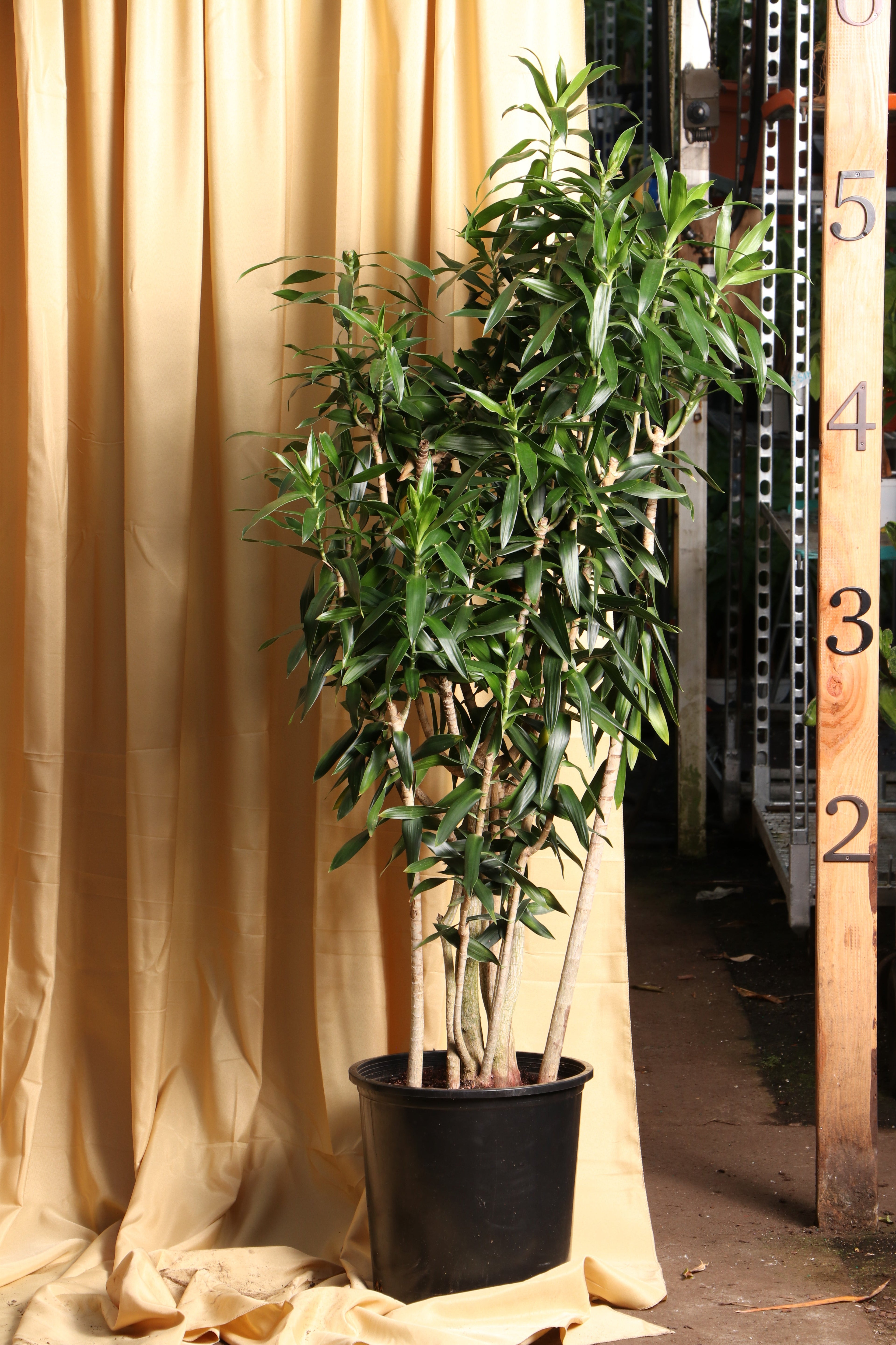 Full Size Dracaena Reflexa