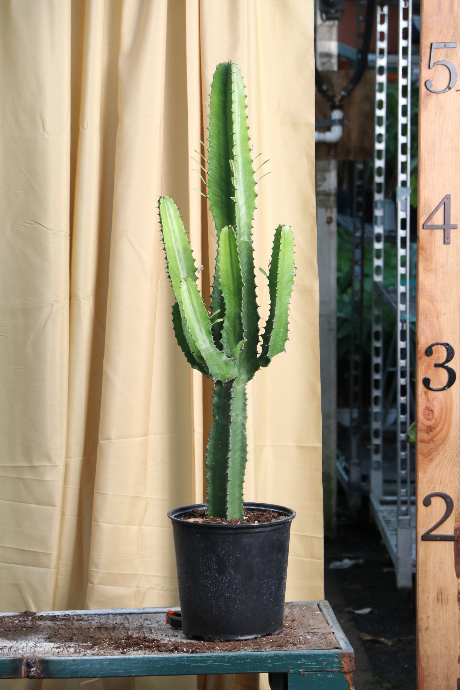 Large African Milk Tree (Cactus)
