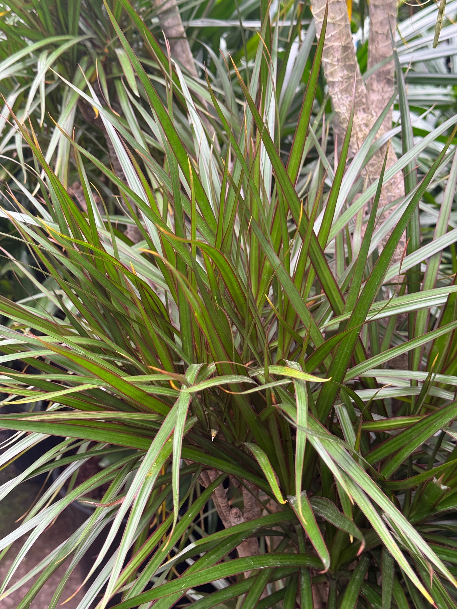 Giant Dracaena &
