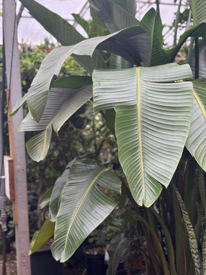 Giant Bird Of Paradise