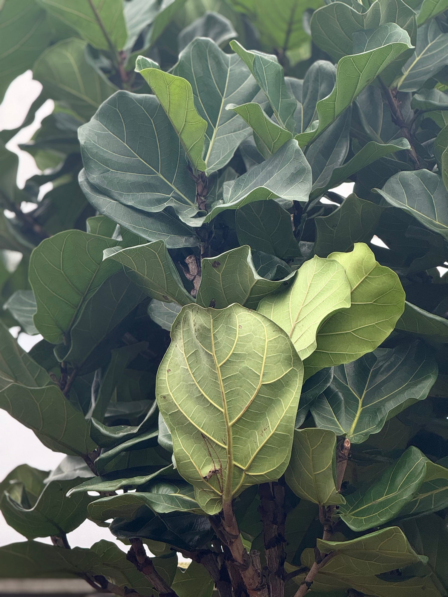 largest fiddle leaf fig in the world Giant Fiddle Leaf Fig | Tall Indoor Plants