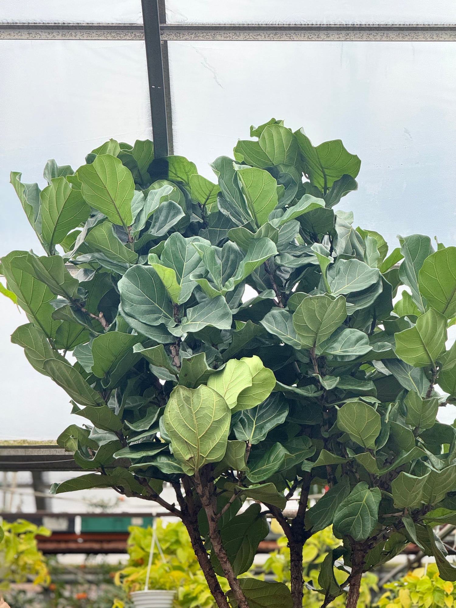 Giant Fiddle Leaf Fig