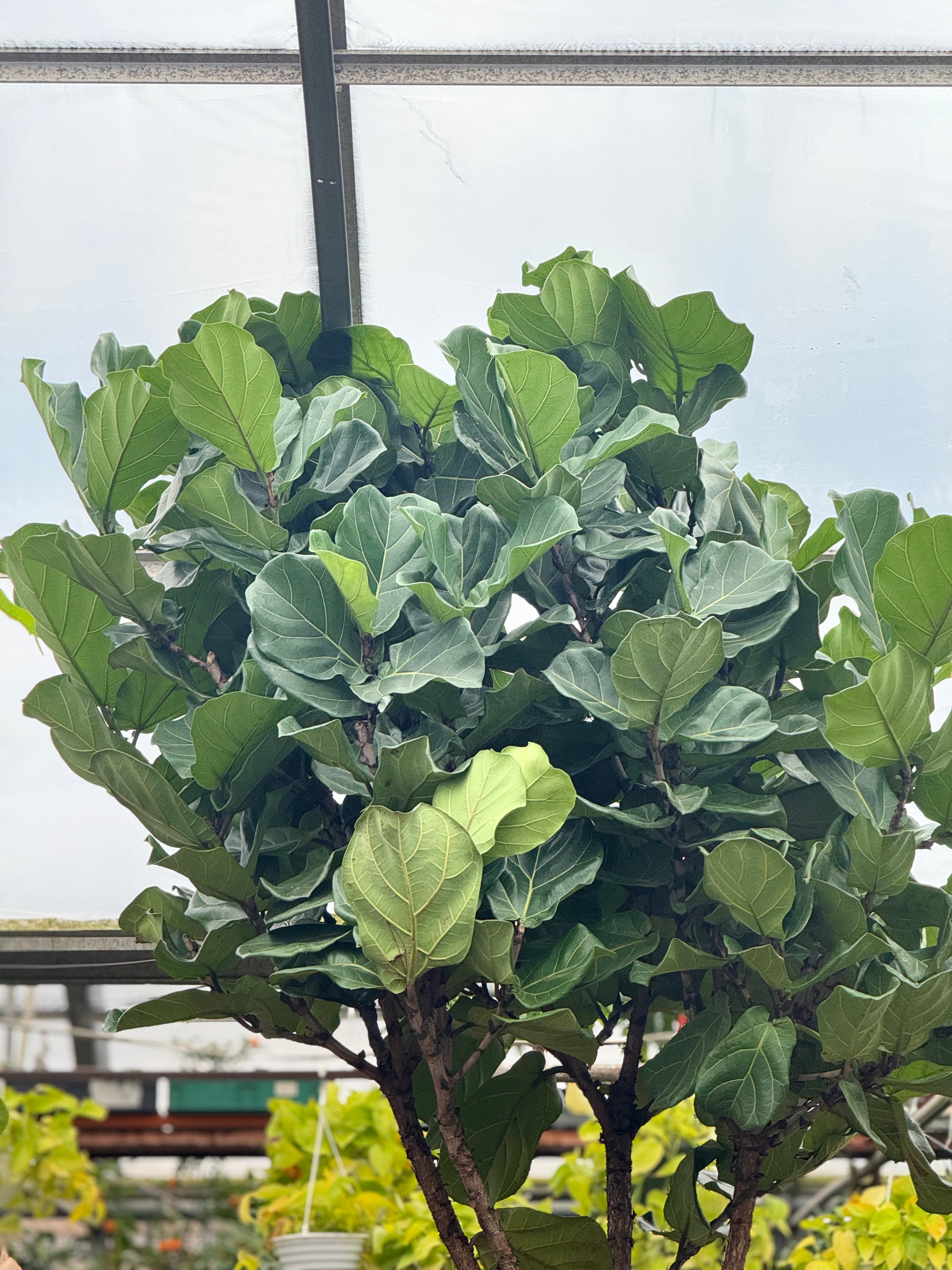Giant Fiddle Leaf Fig
