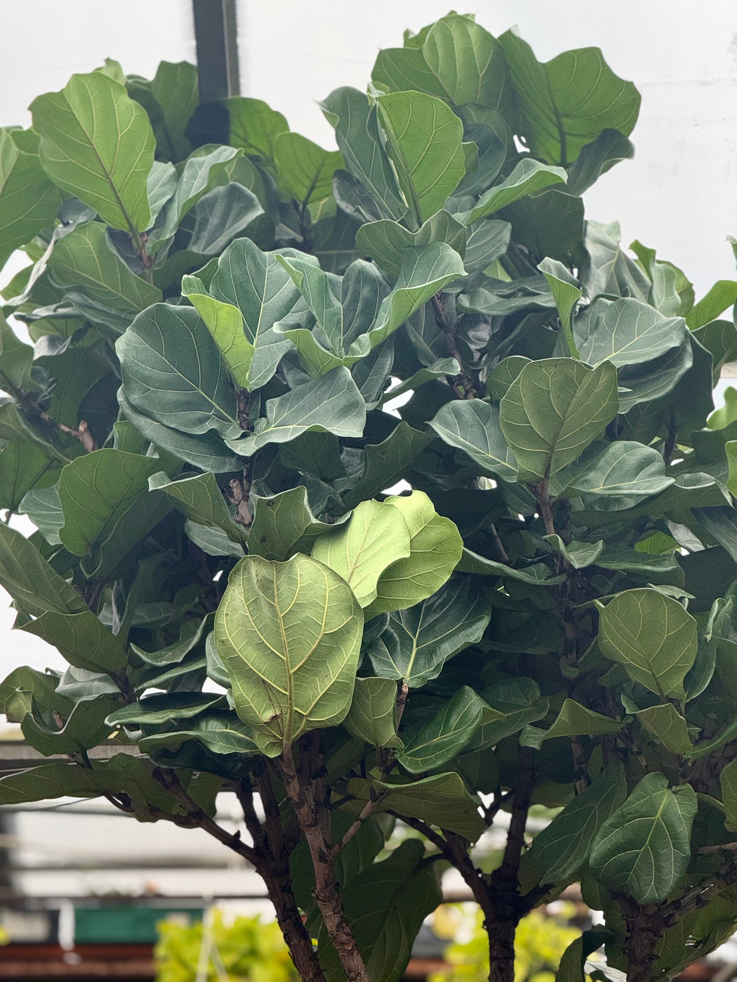 Giant Fiddle Leaf Fig