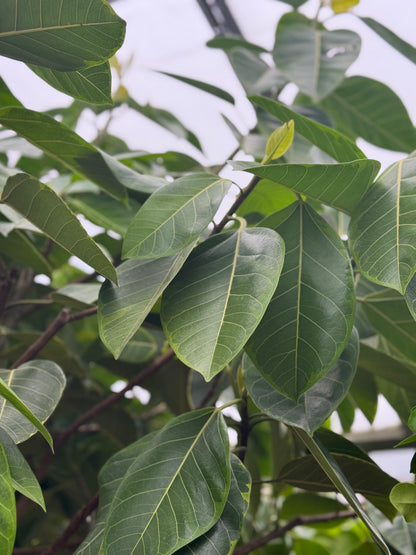 Giant Ficus &