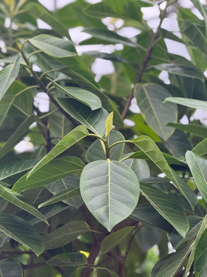 Close-up of green leaves on a tree with a blurred background