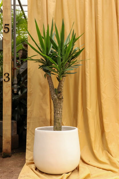 Full Size Yucca Stump