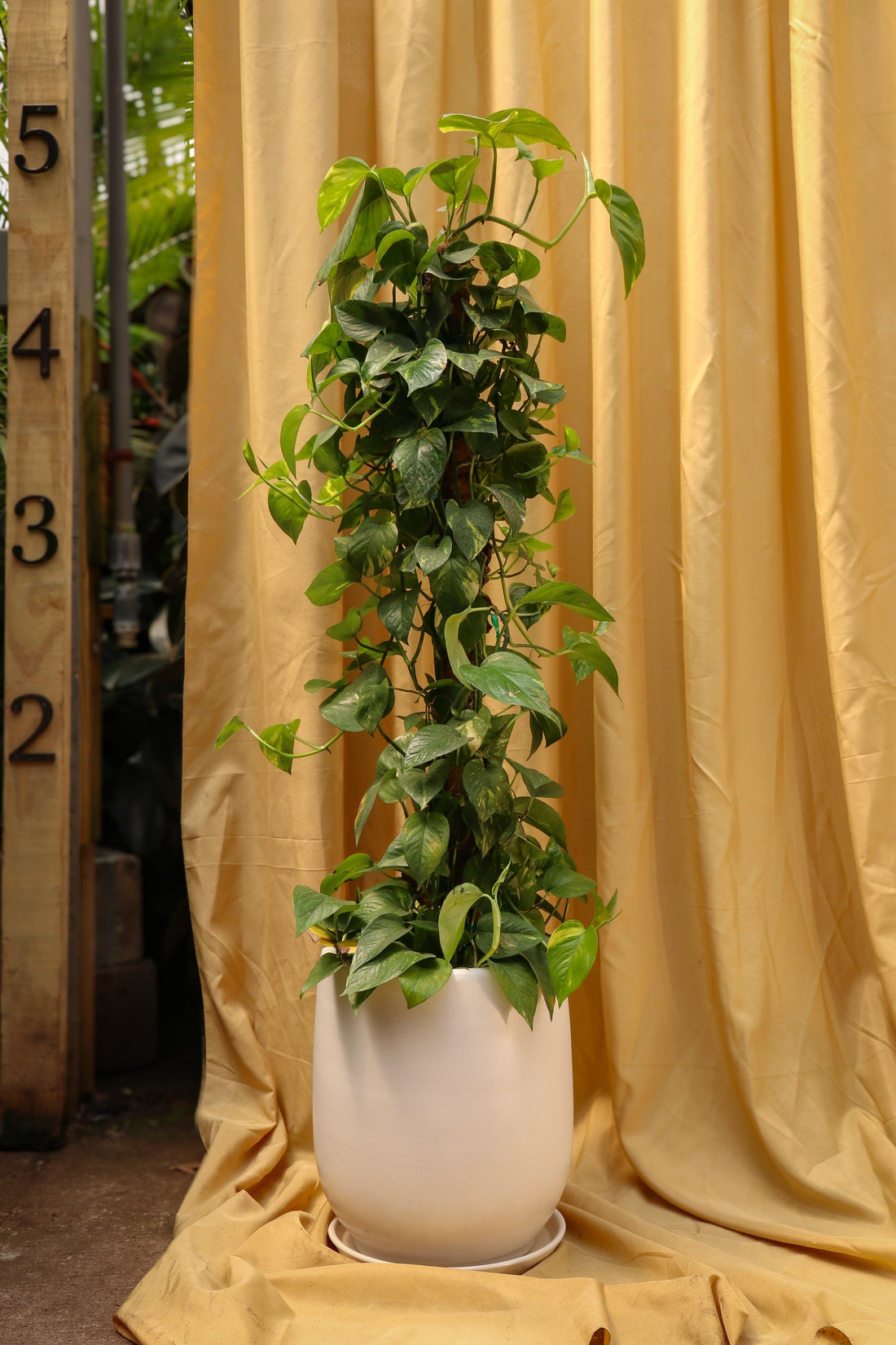 Large Pothos Pole