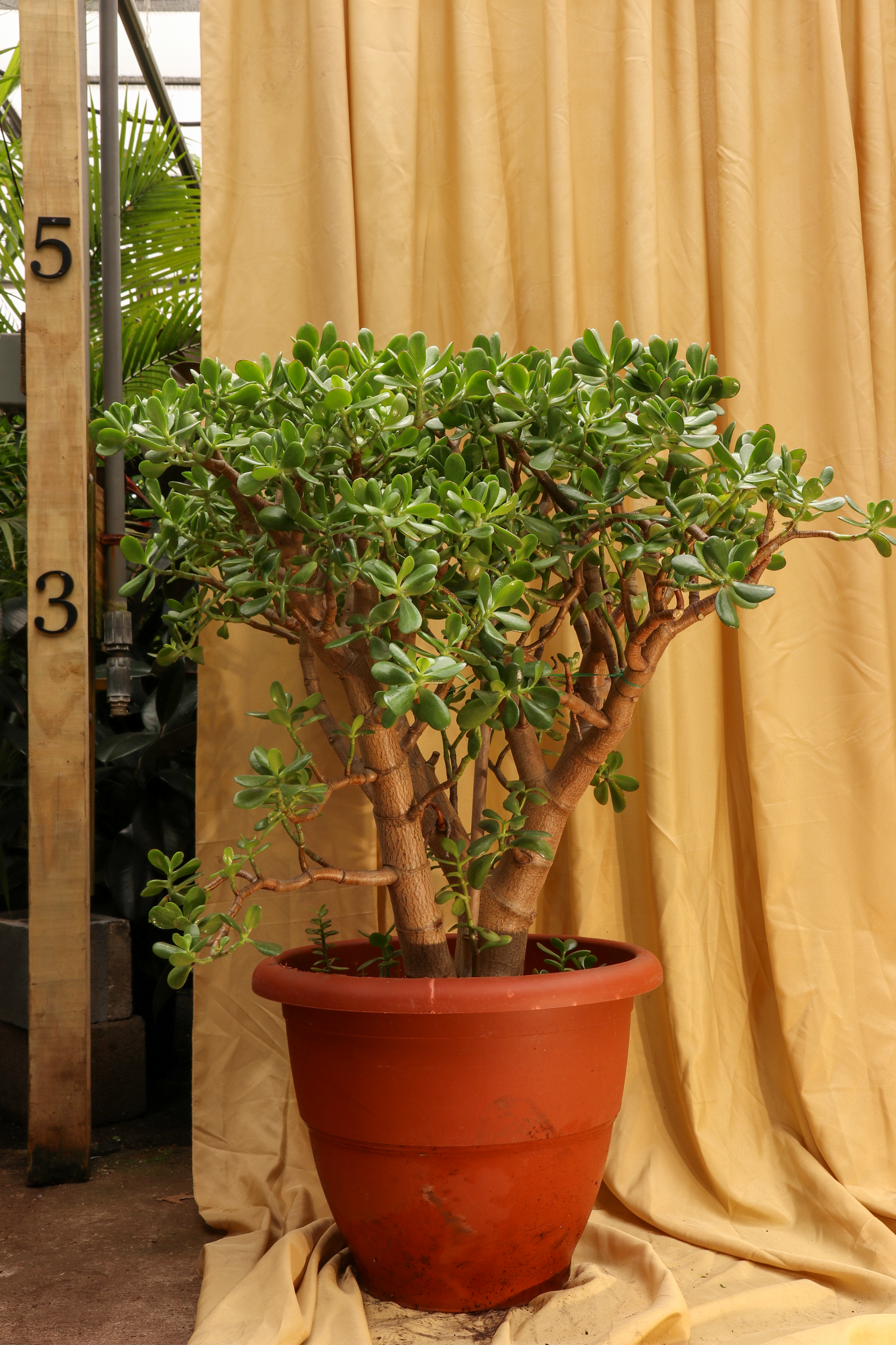 jade plant full size Huge Jade Bonsai – GRANDE PLANTS