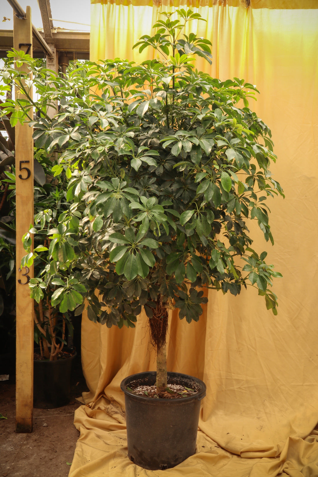 Huge Schefflera &