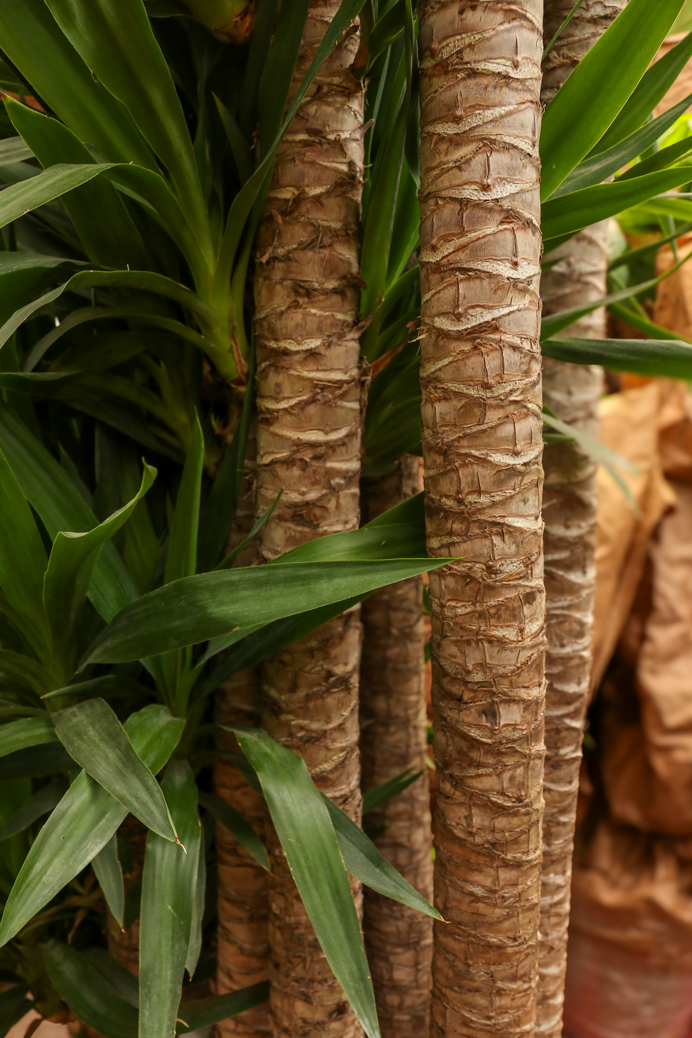 Huge Yucca Cane (10 Stalks)