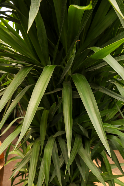 Huge Yucca Cane (10 Stalks)
