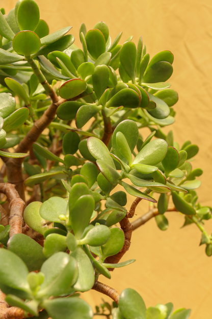 Huge Jade Bonsai
