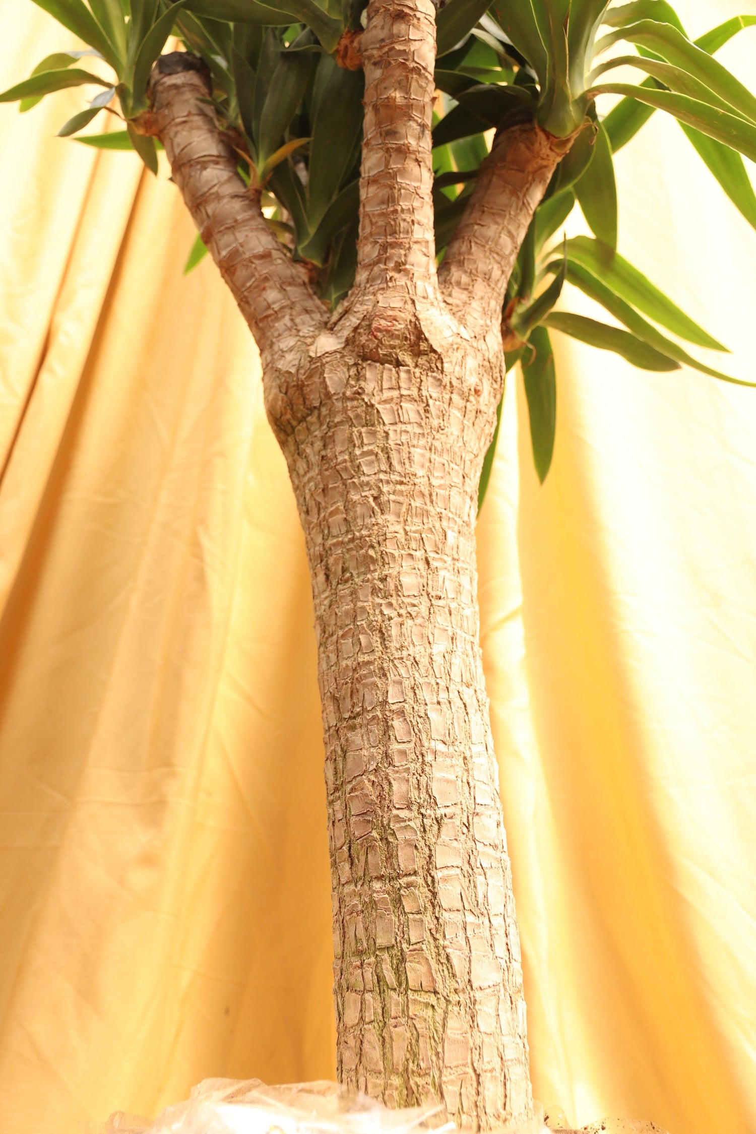 Full Size Yucca Stump
