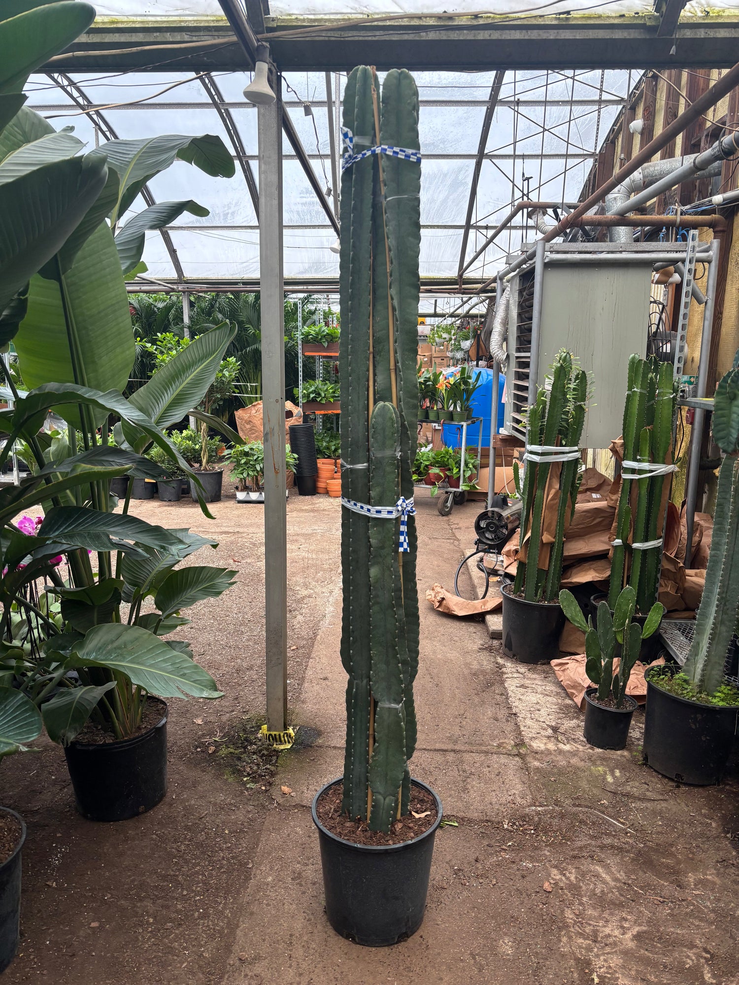 Full Size Peruvian Cactus