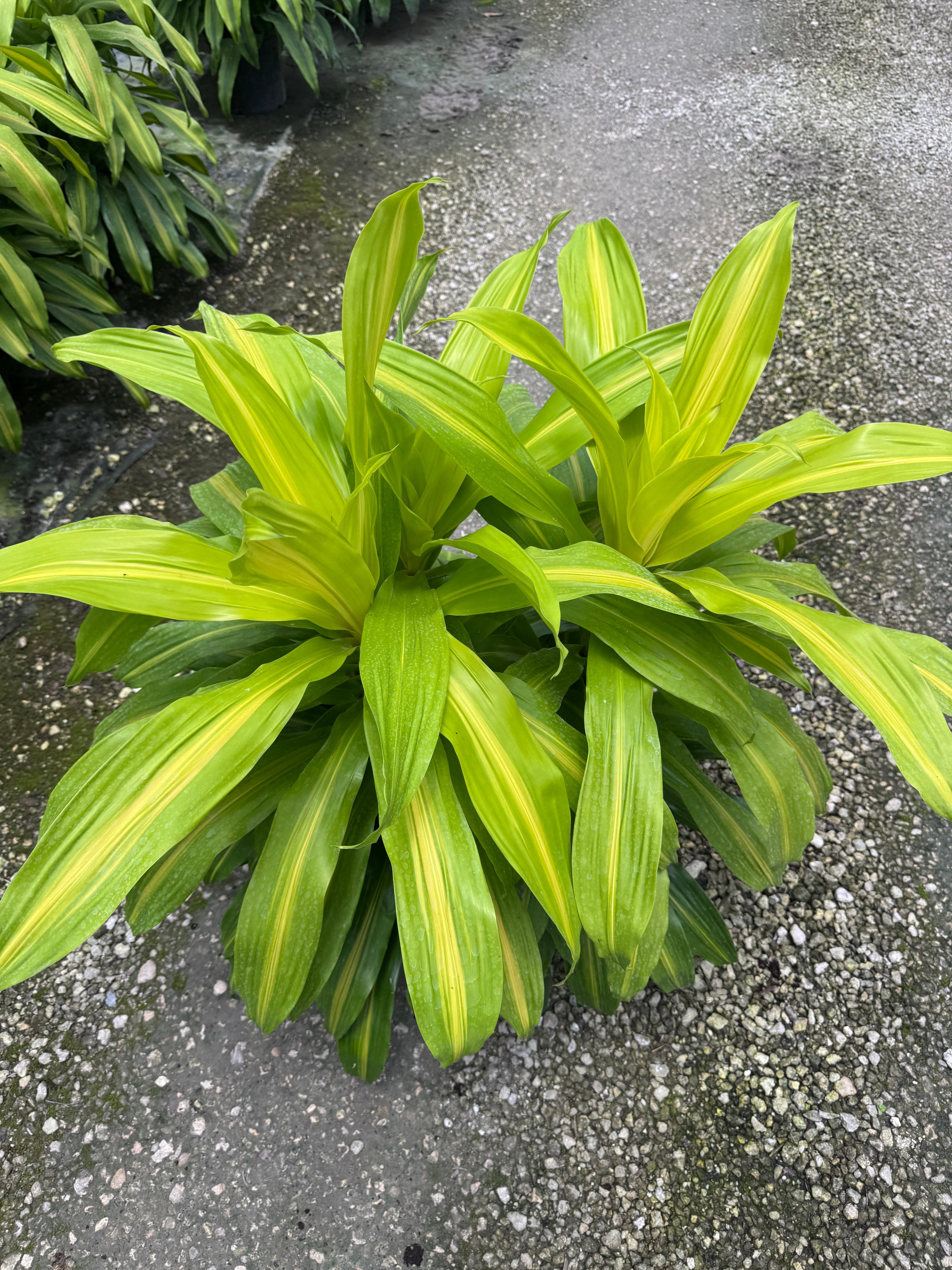 Large Dracaena Bronze Bay Cane Bush (Special Sale)