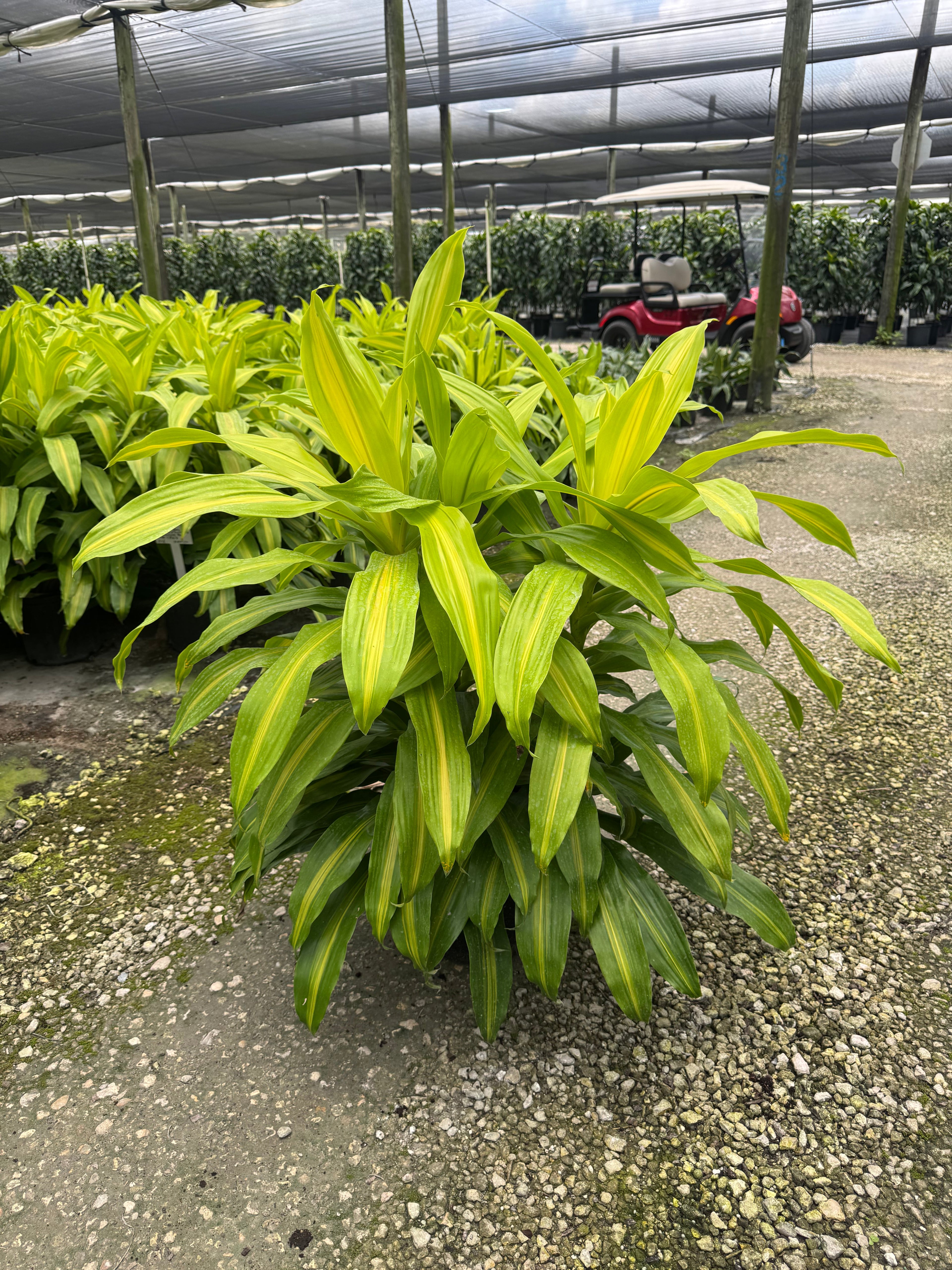 Large Dracaena Bronze Bay Cane Bush (Special Sale)