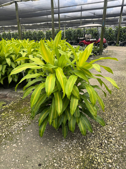 Large Dracaena Bronze Bay Cane Bush (Special Sale)