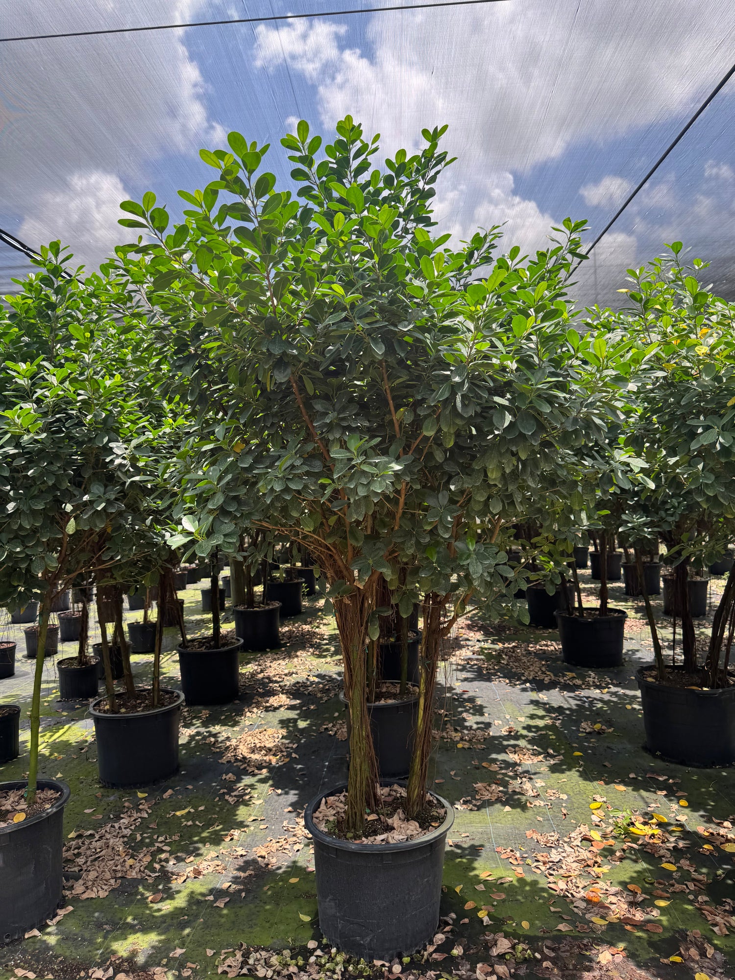 Giant Ficus Moclame  (Special Sale)