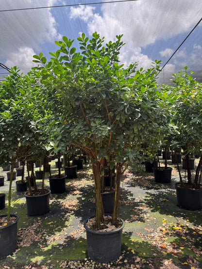 Giant Ficus Moclame  (Special Sale)