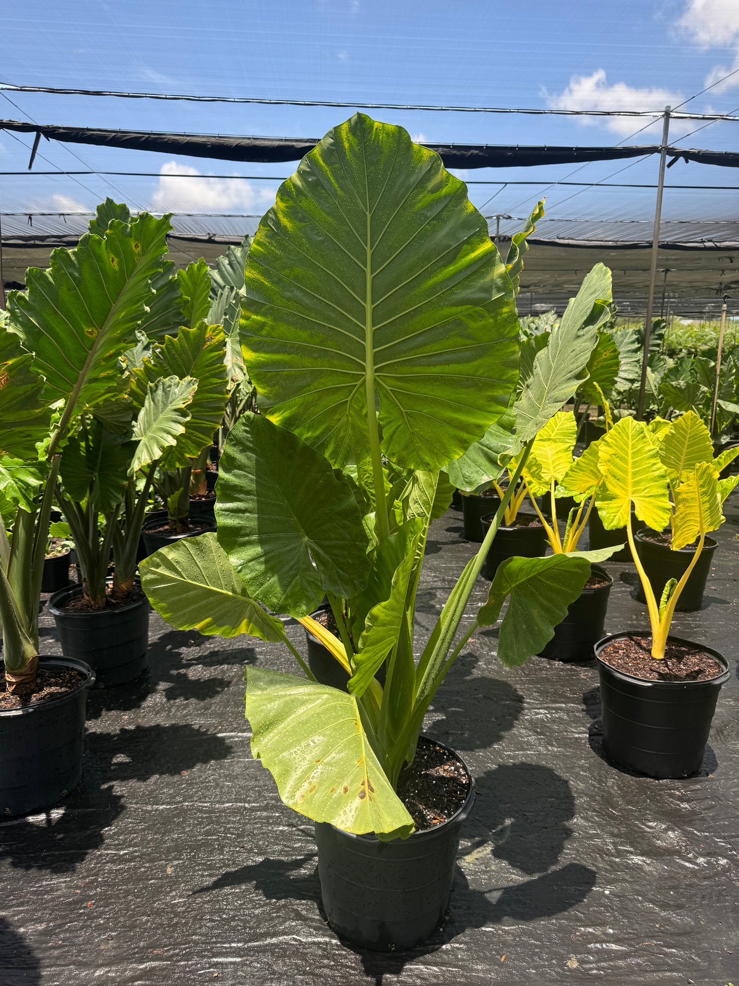 Huge Elephant Ear Alocasia (Special Sale)