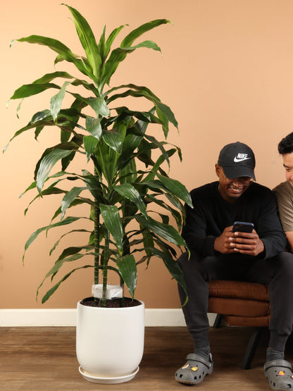 Large Dracaena &