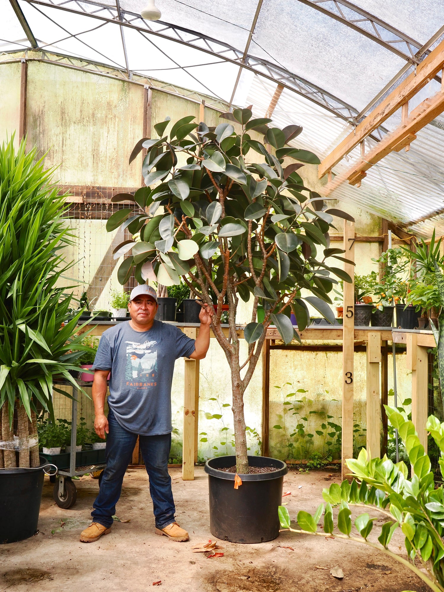 Giant Rubber Tree