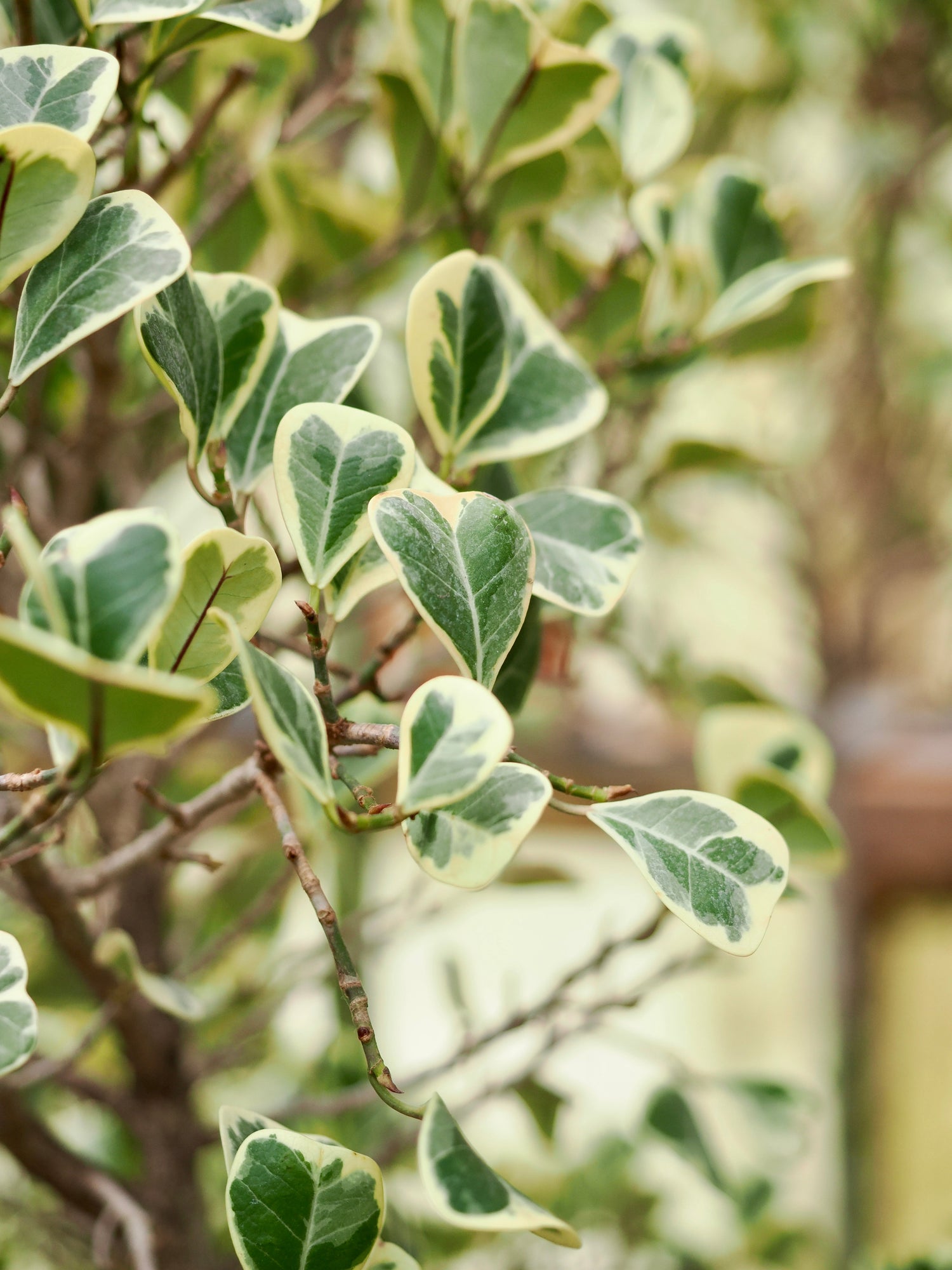 Huge Variegated Mistletoe Fig (Ficus triangularis)