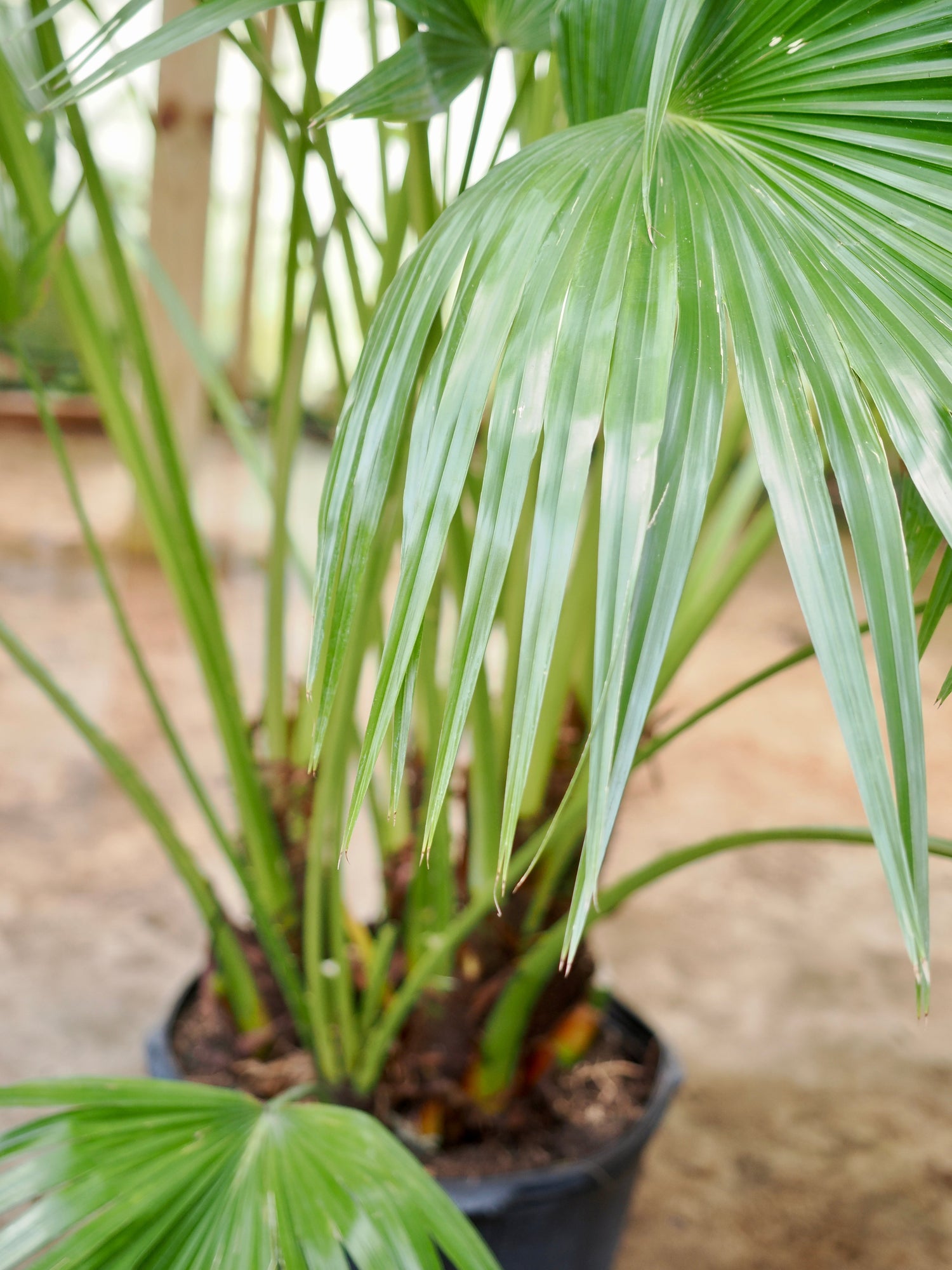 Huge Chinese Fan Palm