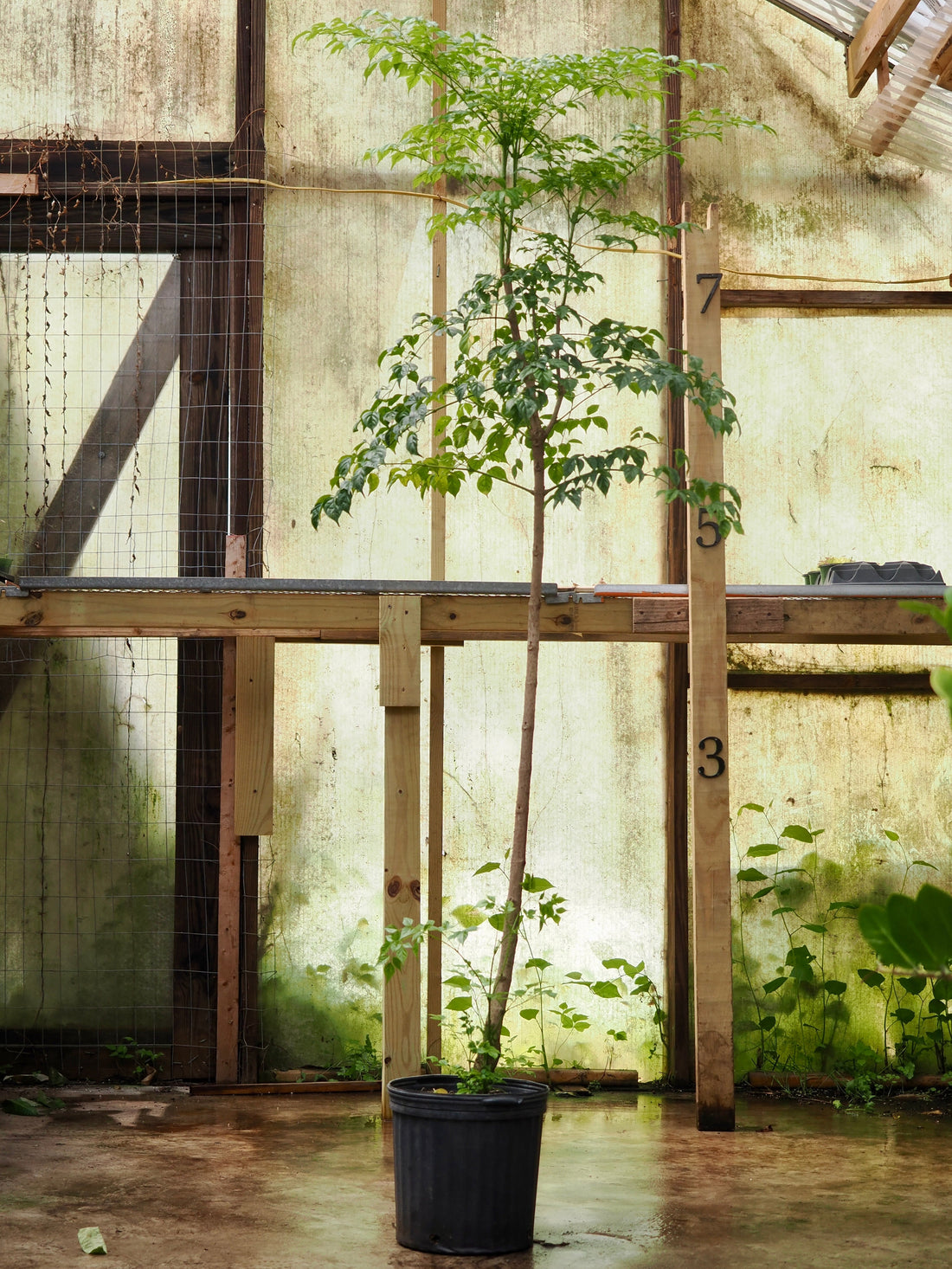 Full Size Chinese Doll Plant