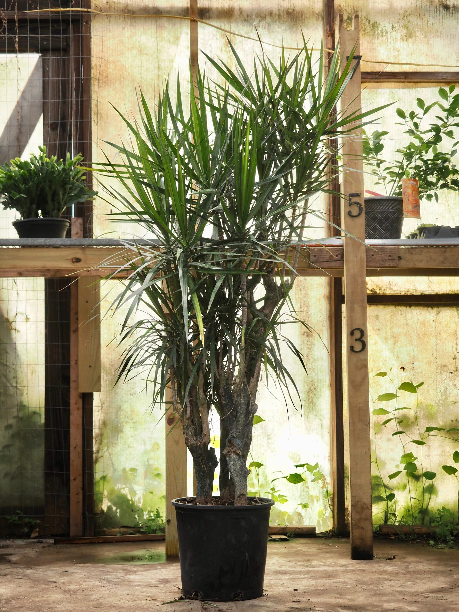 Full Size Dracaena Marginata Stump