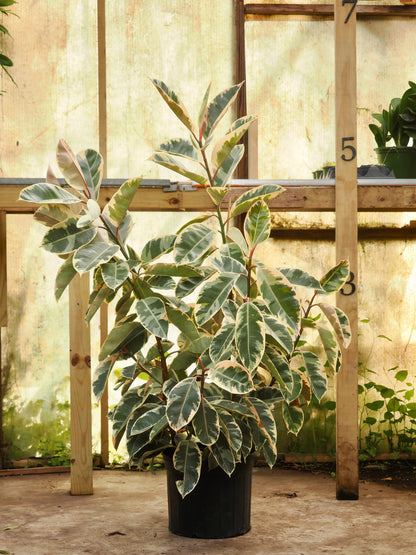 Full Size Ficus &