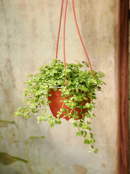 Hanging Pilea Depressa