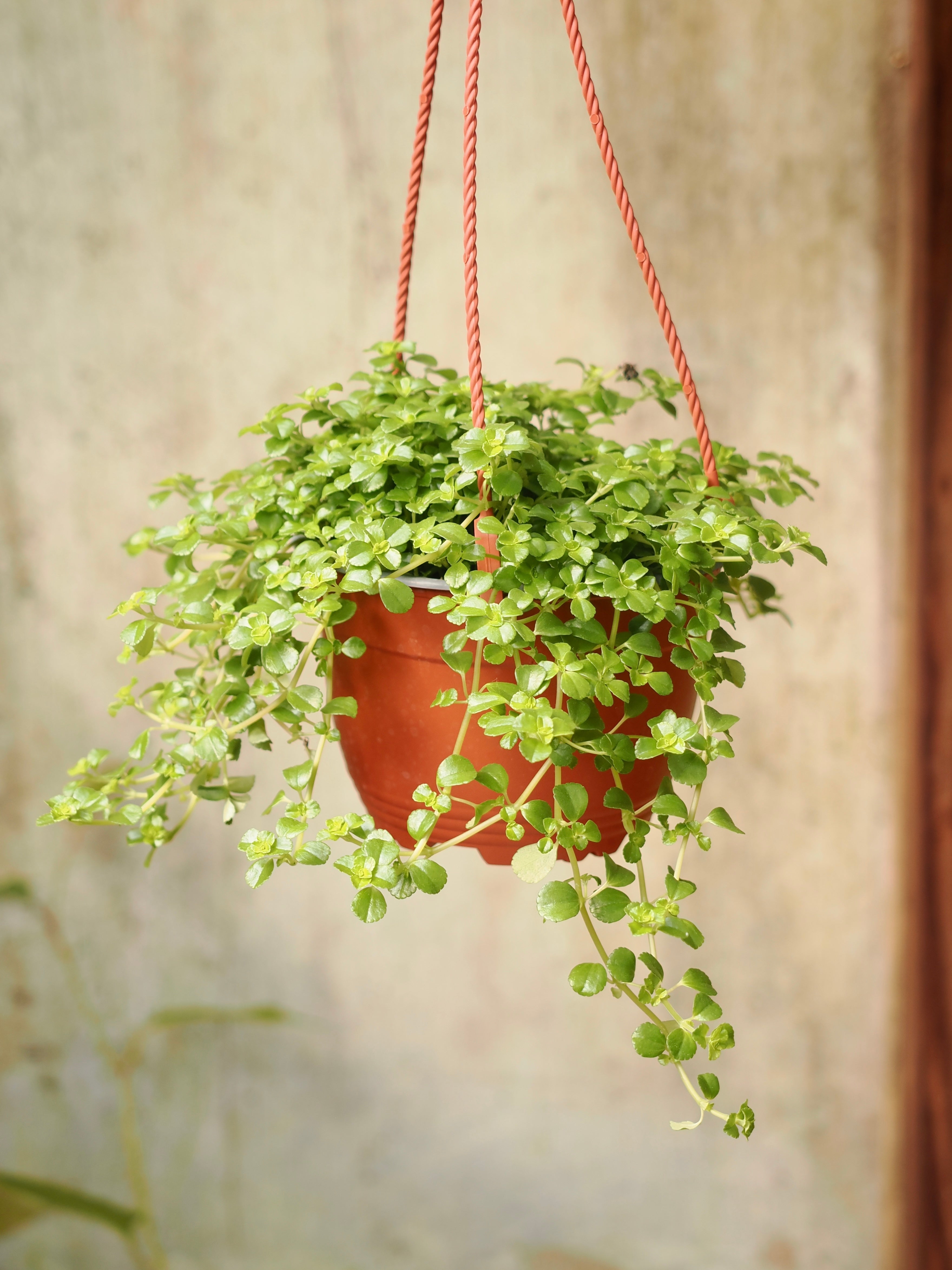 Hanging Pilea Depressa