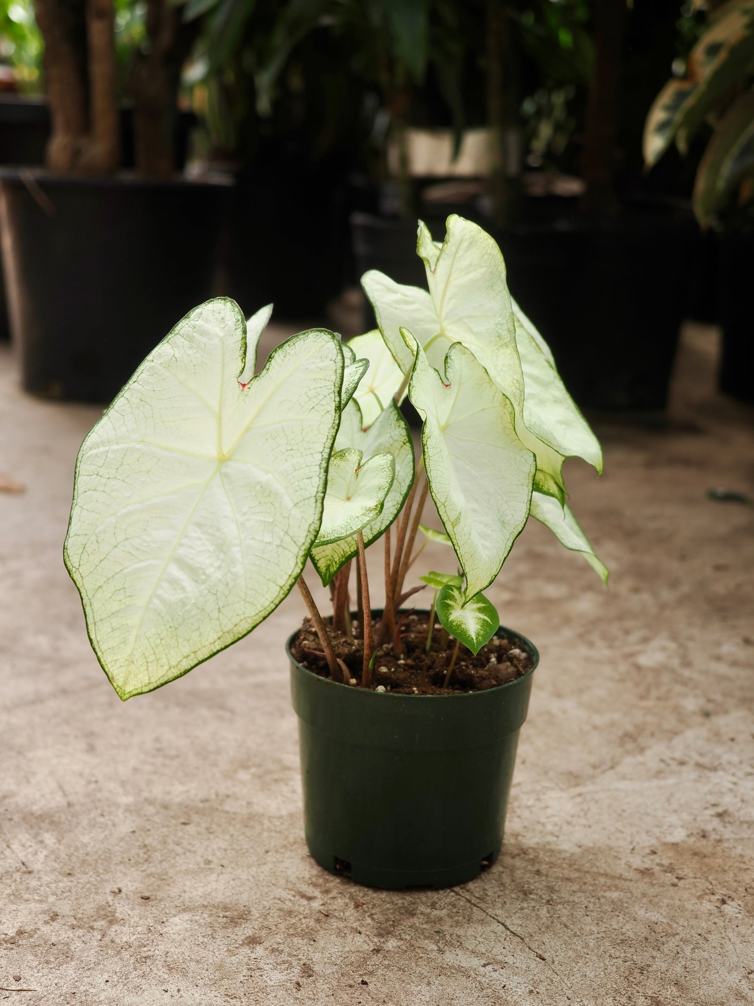 Medium Caladium &