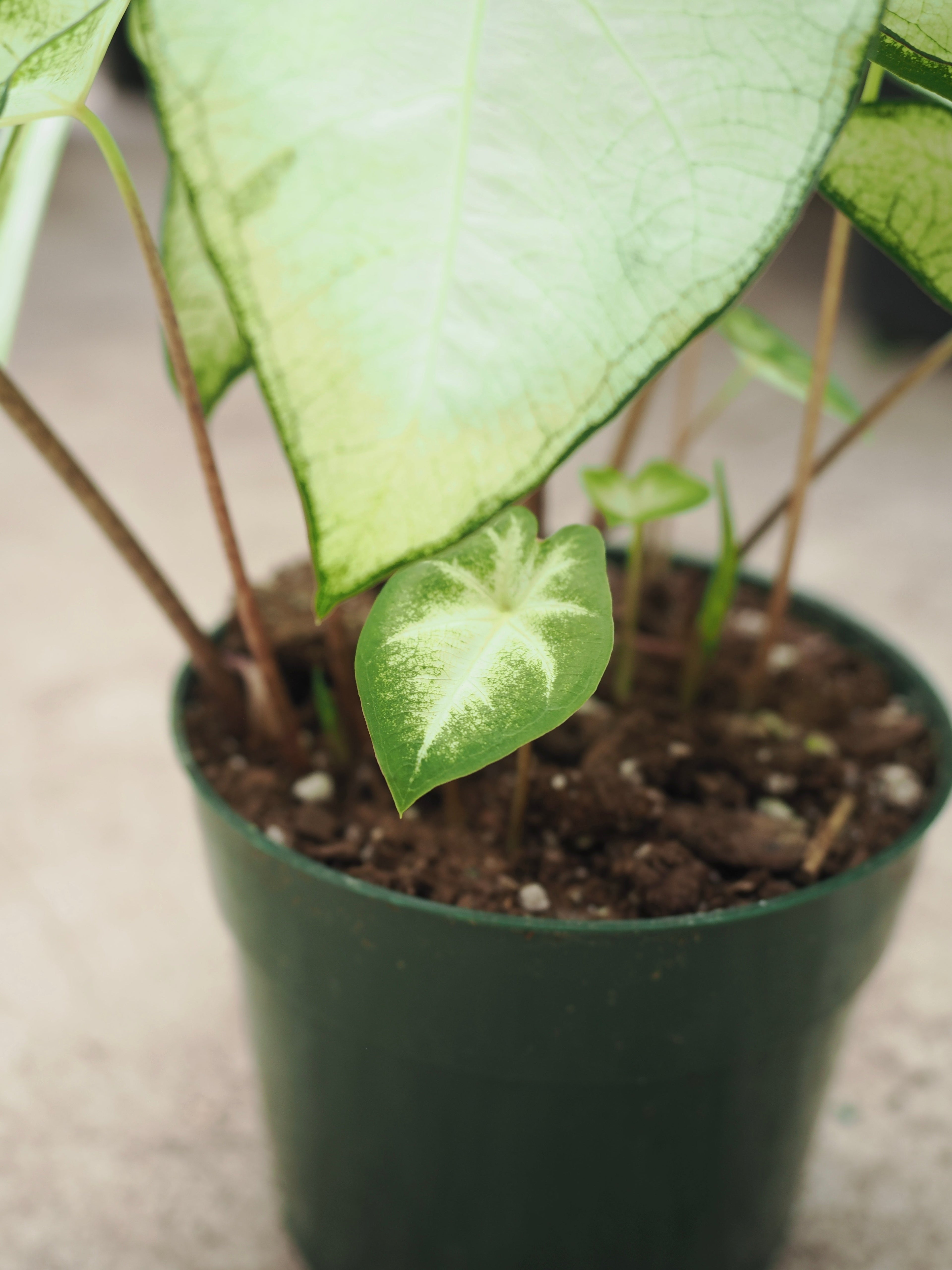 Medium Caladium &