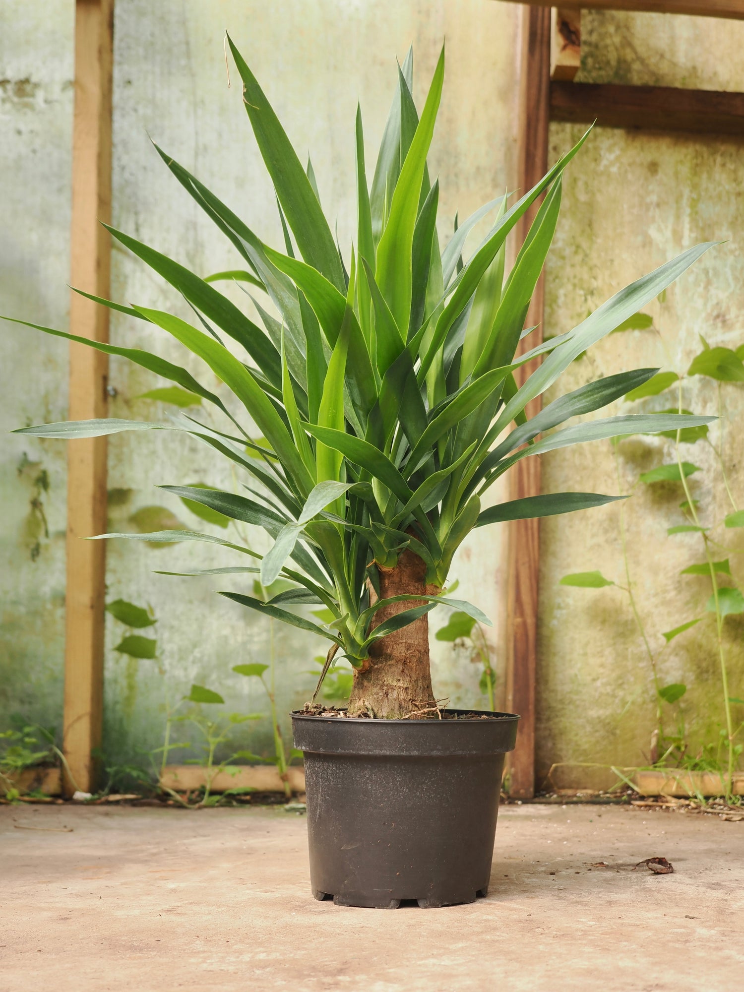 Medium Yucca Stump (Spineless Yucca)