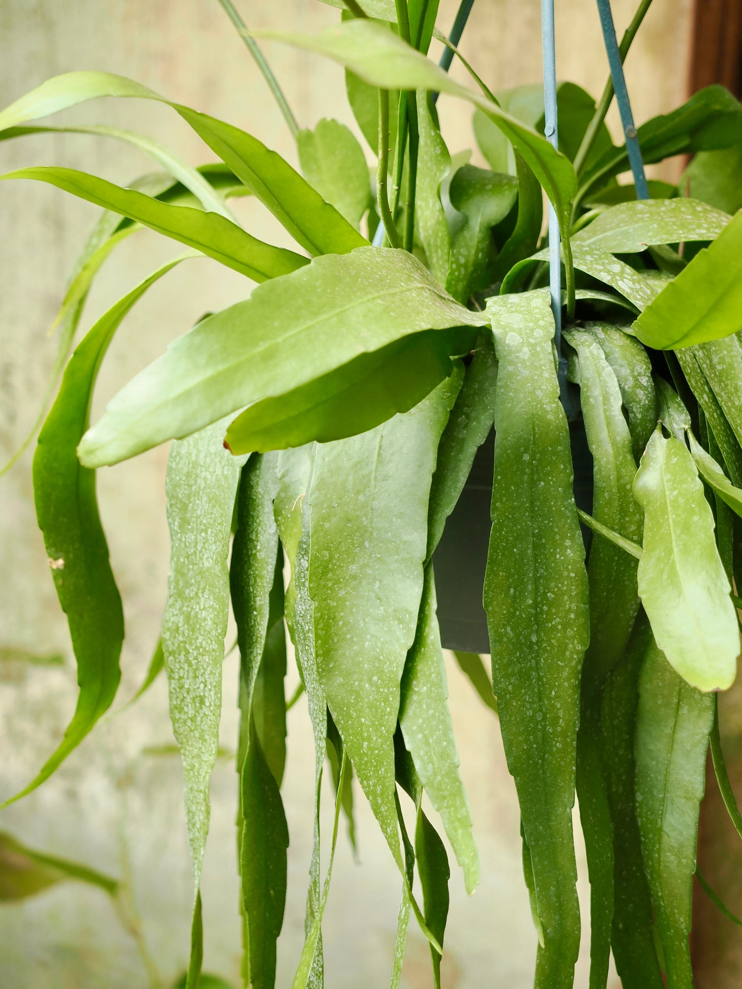 Hanging Queen Of The Night Cactus (Epiphyllum oxypetalum)