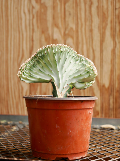 Medium Coral Cactus (Euphorbia lactea &
