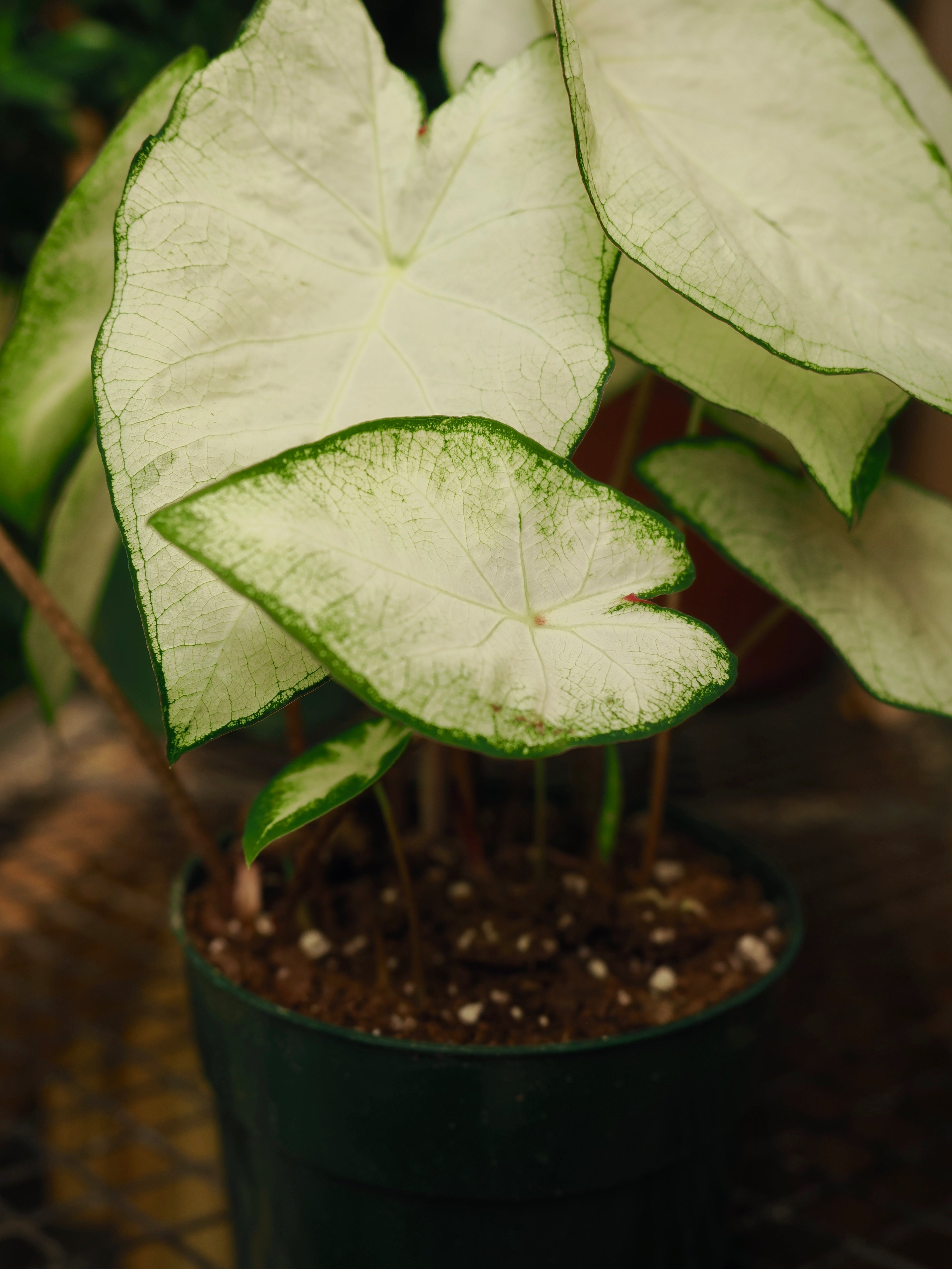 Medium Caladium &