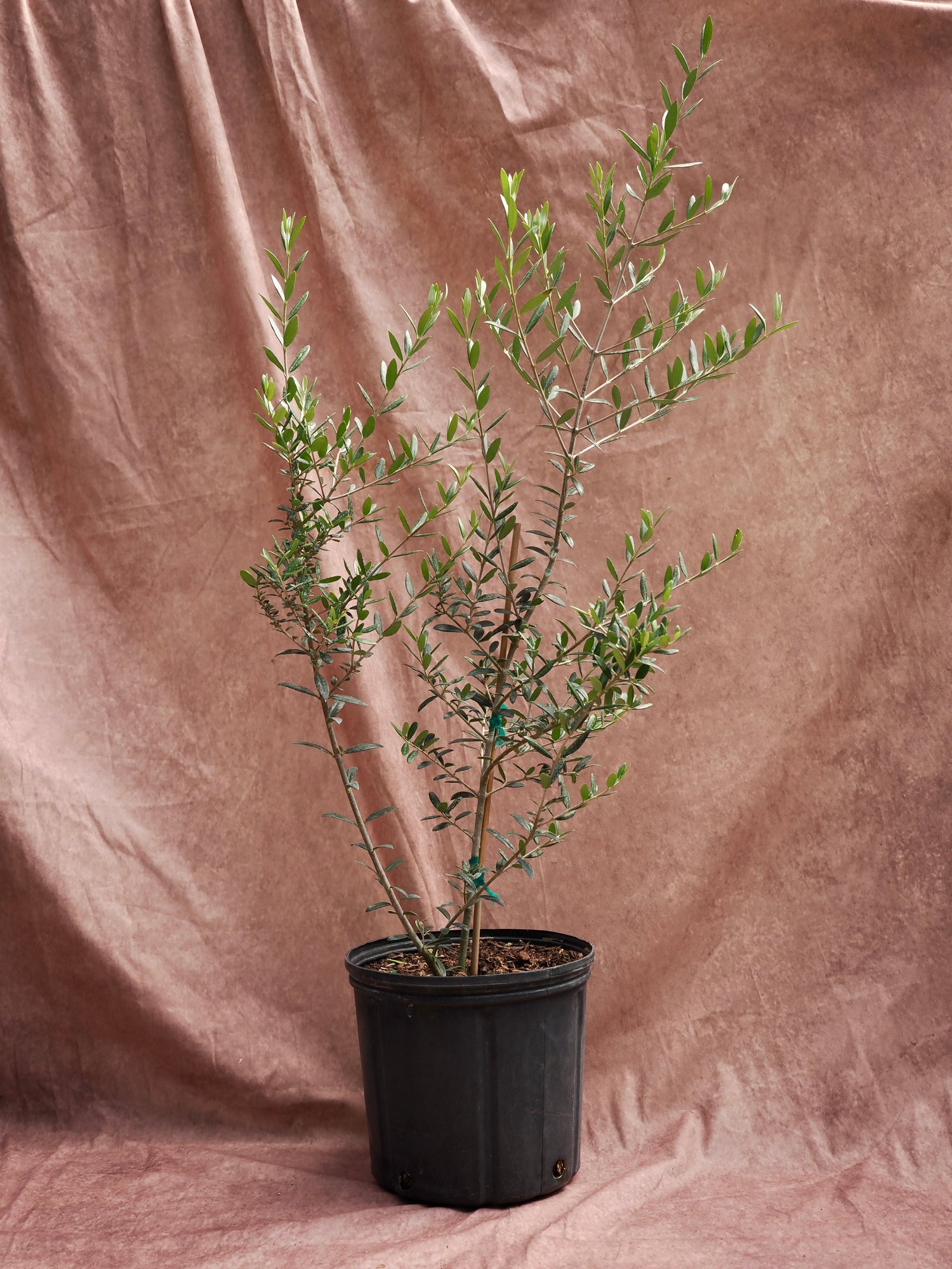 Large Olive Tree