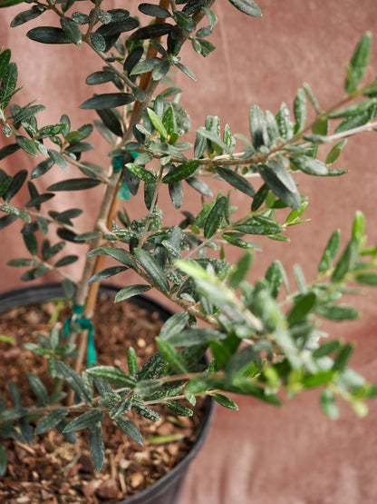 Large Olive Tree