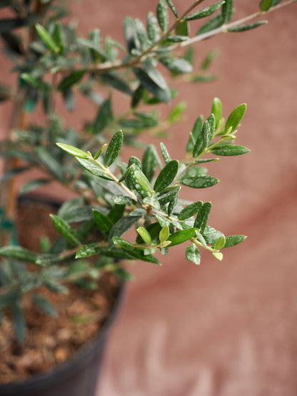 Large Olive Tree