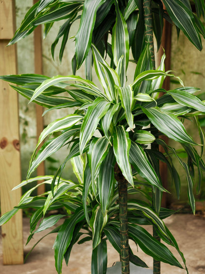 Full Size Dracaena &
