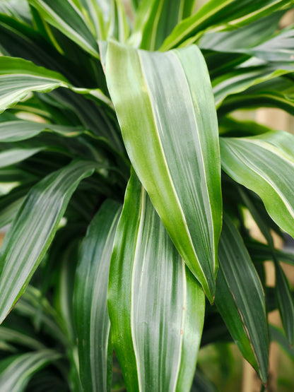 Full Size Dracaena &