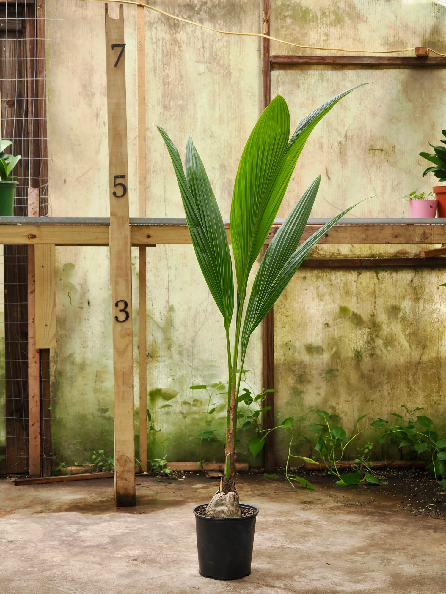 Large Coconut Palm